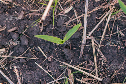 Early Growth Corn 76131