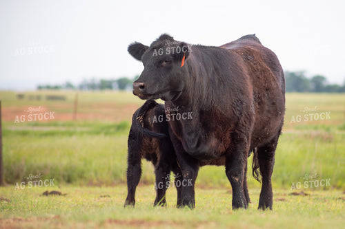 Black Angus Cow Calf Pair 208077