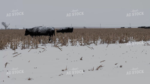Black Angus Cattle on Milo Stubble 239563