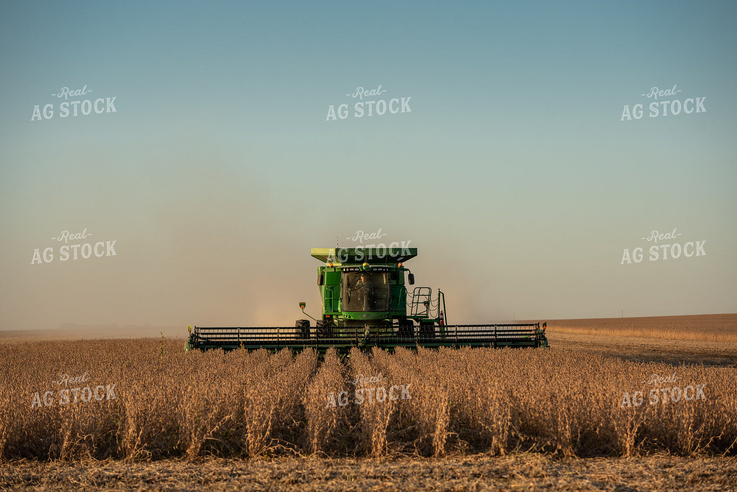 Soybean Harvest 274033