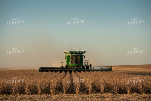 Soybean Harvest 274033