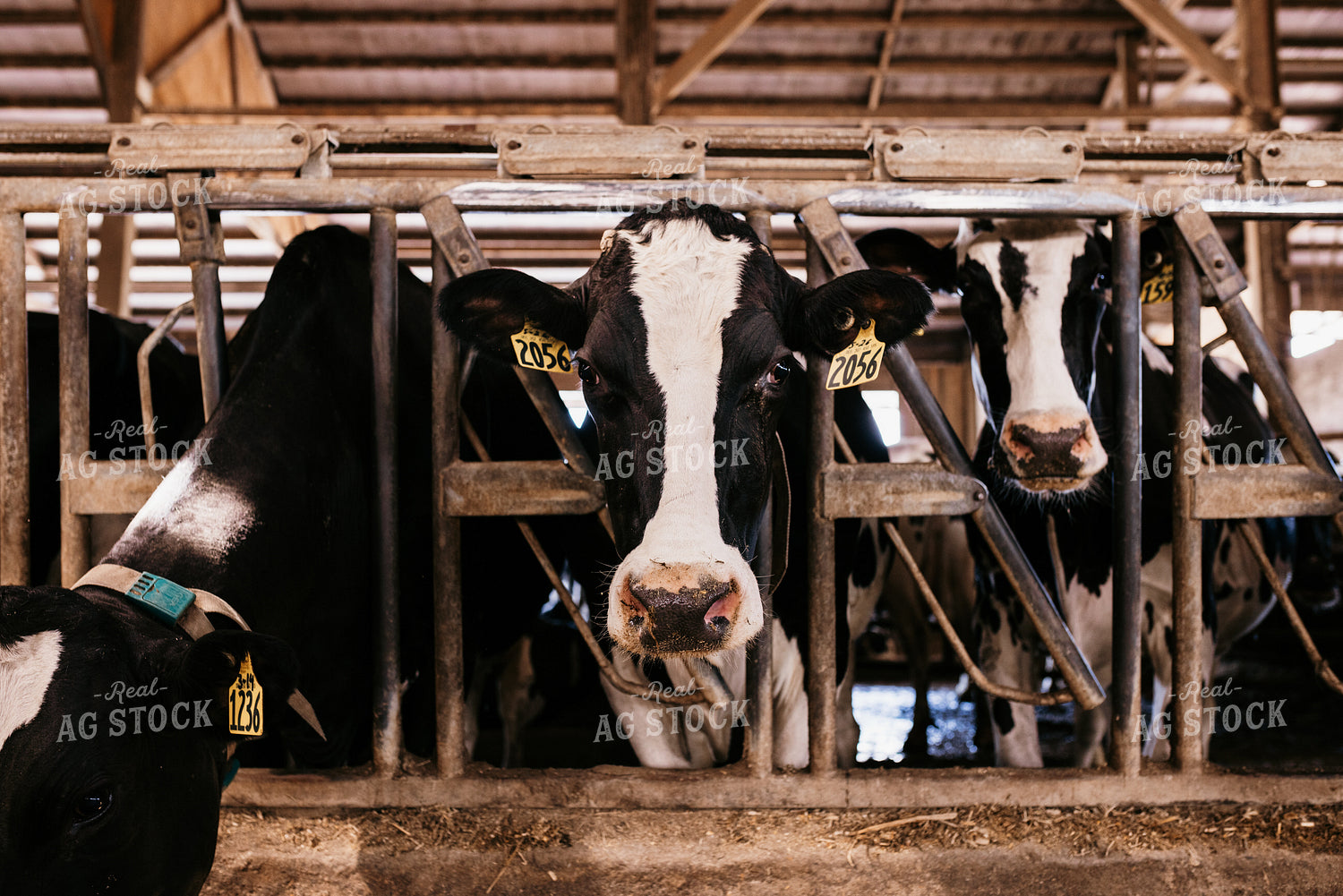Holstein Cattle in Open Air Dairy Barn 152080