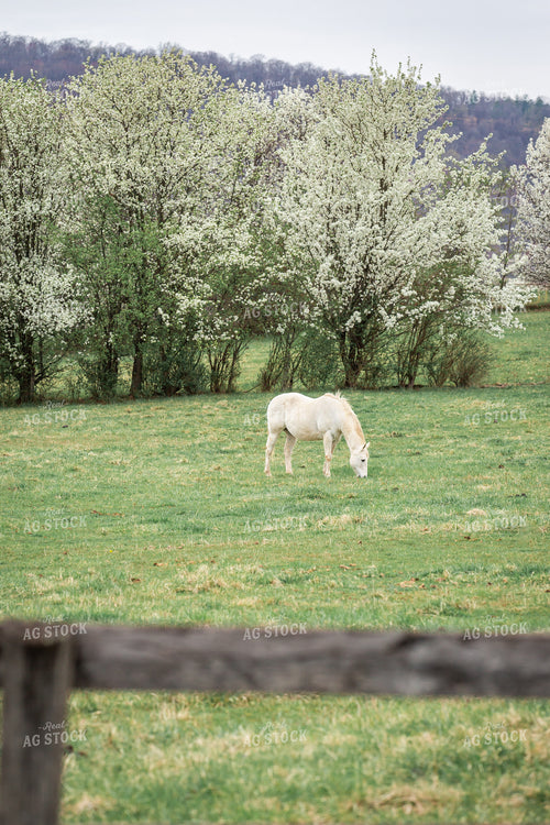 Horse Grazing 270491