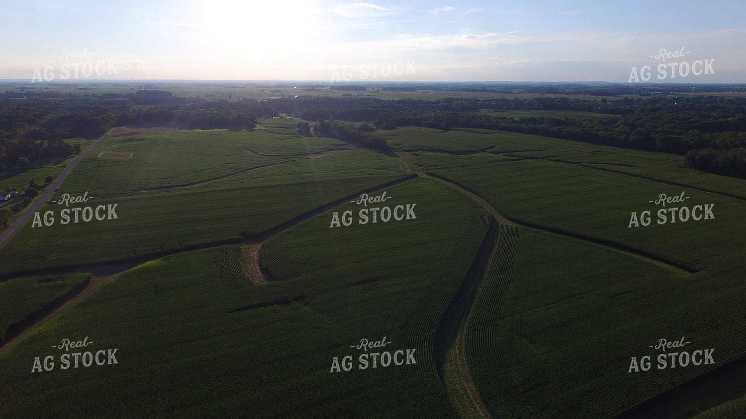 Corn Field Drone 85002