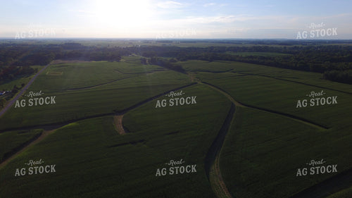 Corn Field Drone 85002
