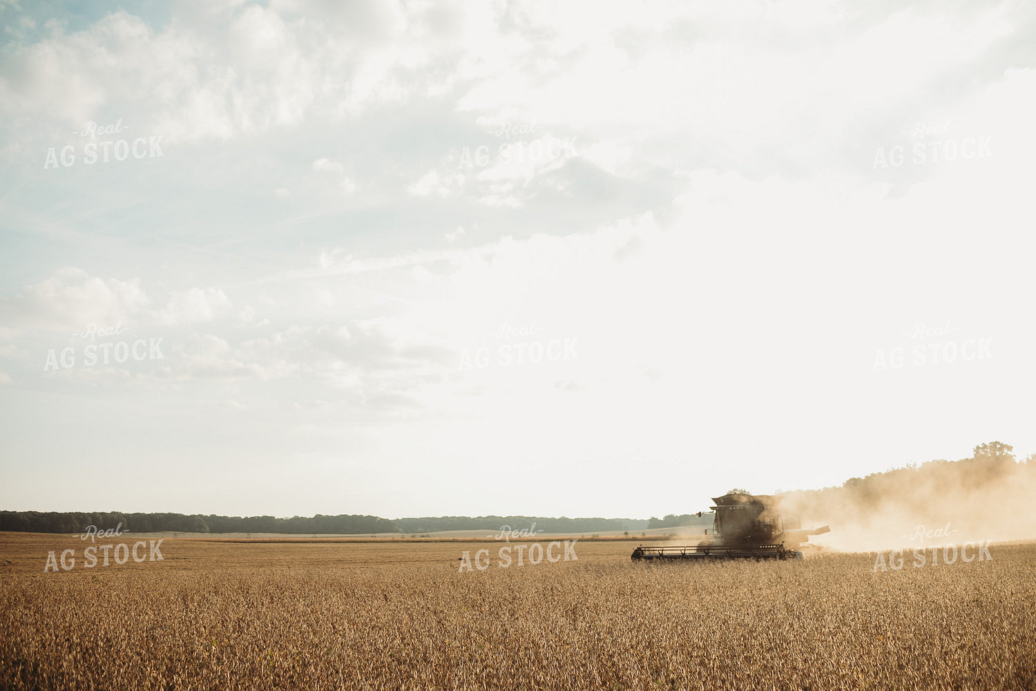 Combine Cutting Soybeans at Sunset 4825