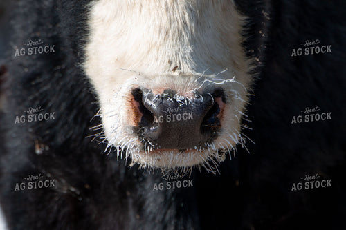 Cattle Snout in Winter 157123
