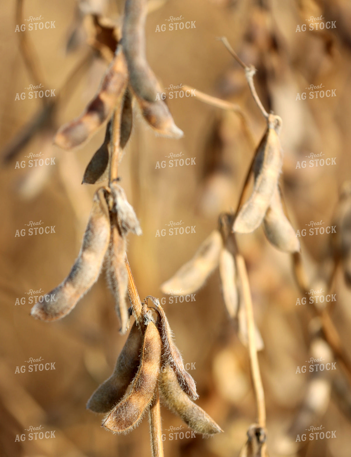 Dried Soybeans in Field 141811
