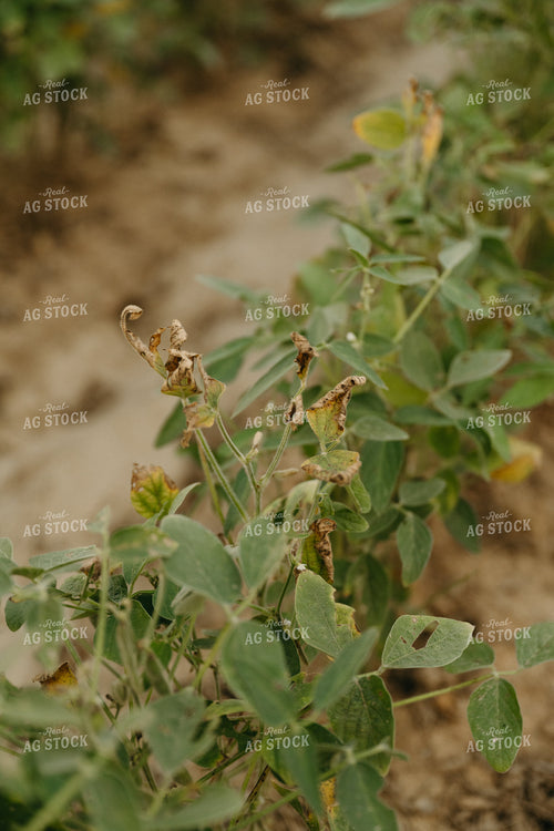 Damaged Soybeans 125257