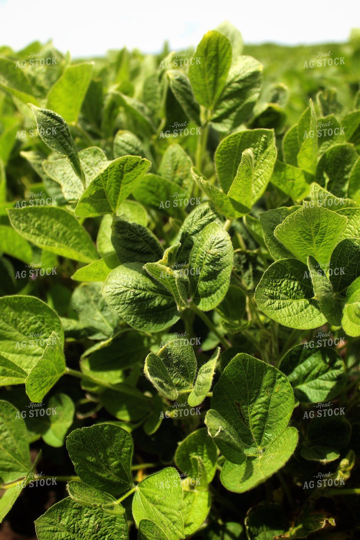 Midseason Soybeans 141350