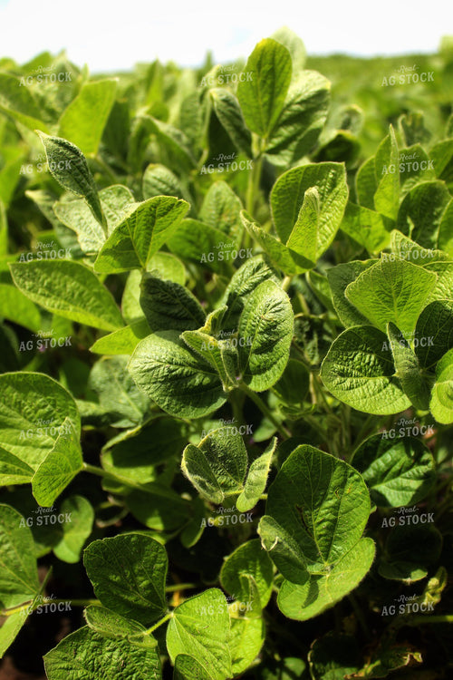 Midseason Soybeans 141350