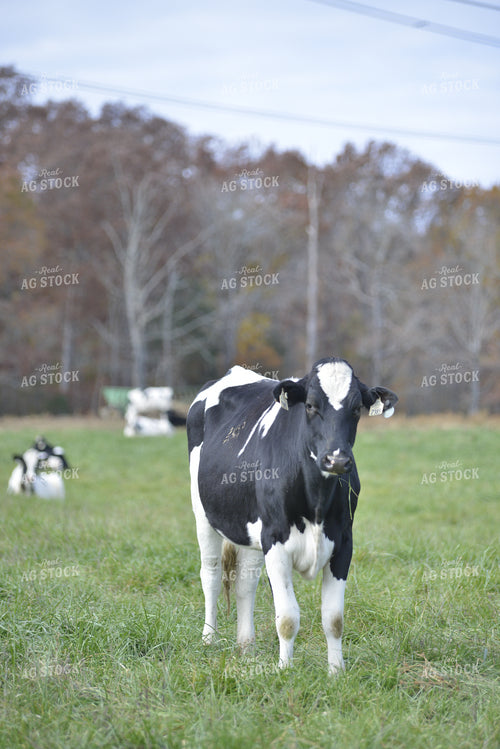 Brahman Calf 110004