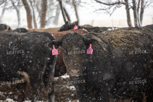Cattle on Snowy Pasture 155442
