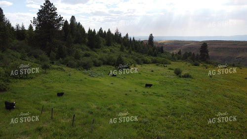 Aerial of Cattle on Pasture 122010