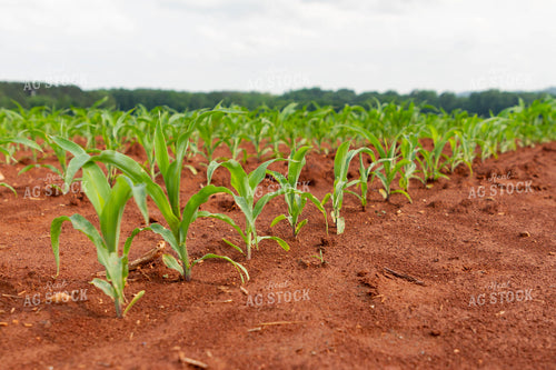 Early Growth Corn Plants 79284