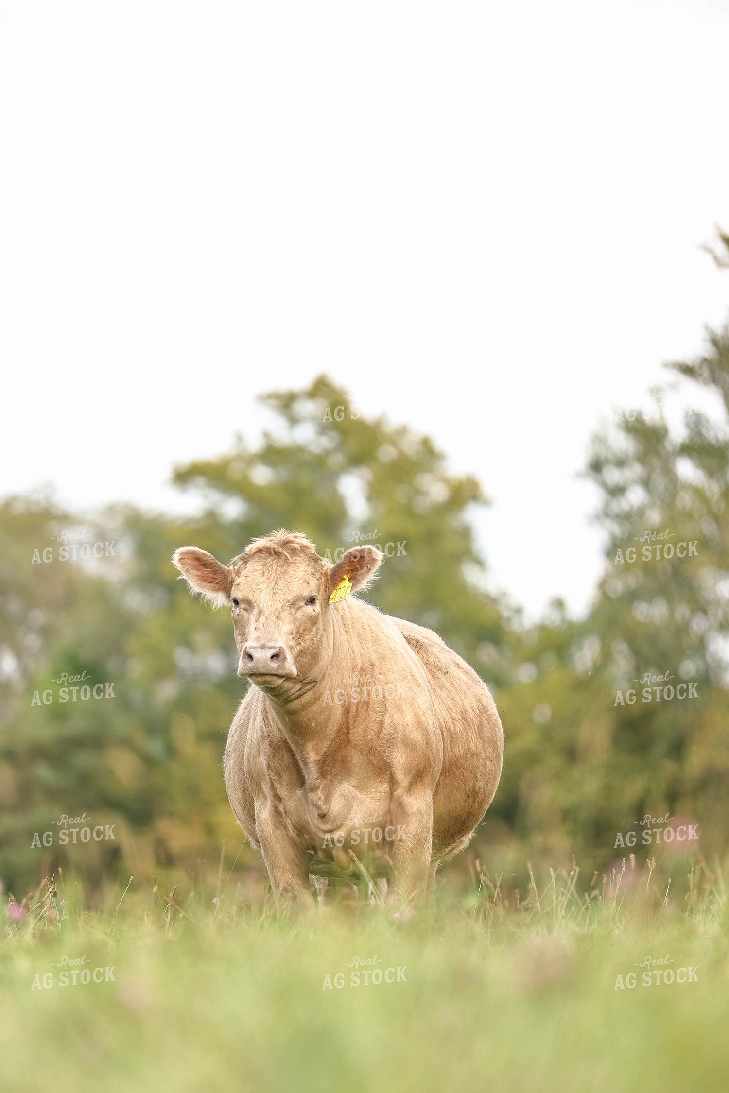Charolais Cow 230012
