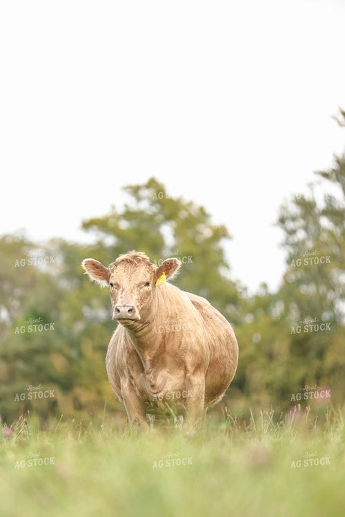 Charolais Cow 230012