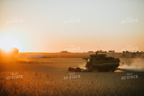 Combine Cutting Soybeans at Sunset 4762