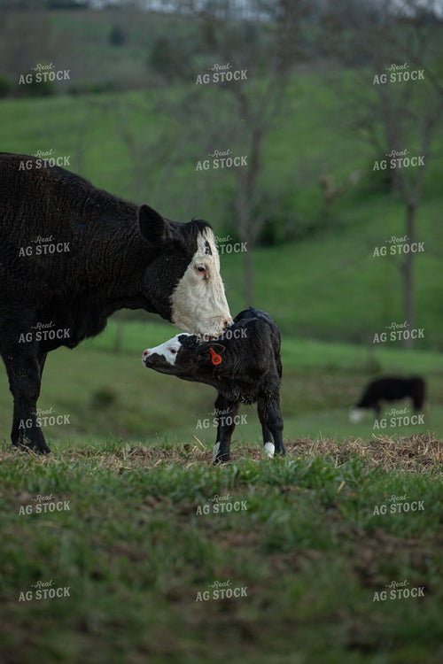 Cow Calf Pair 189035