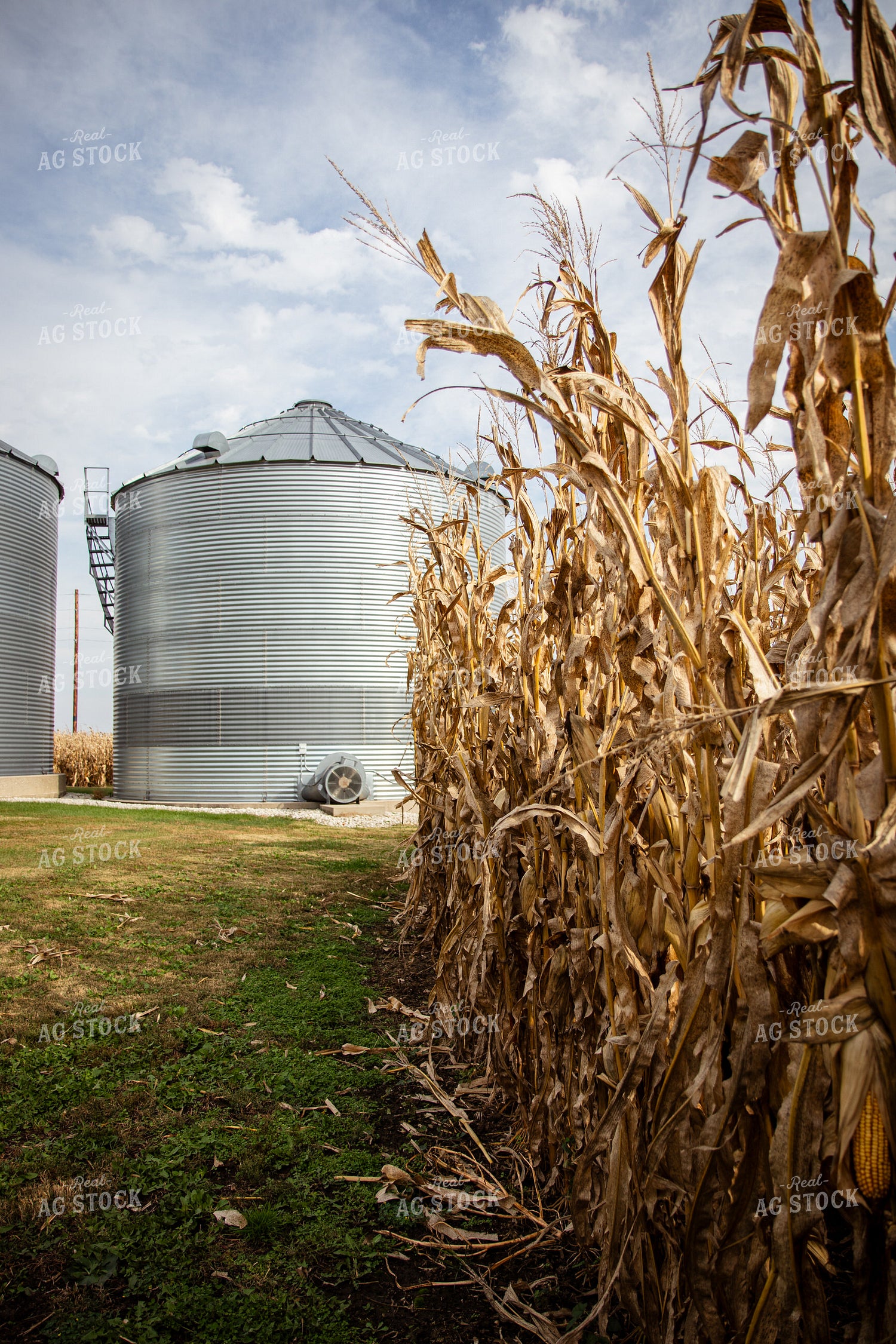 Bins By Dried Corn Field 268171