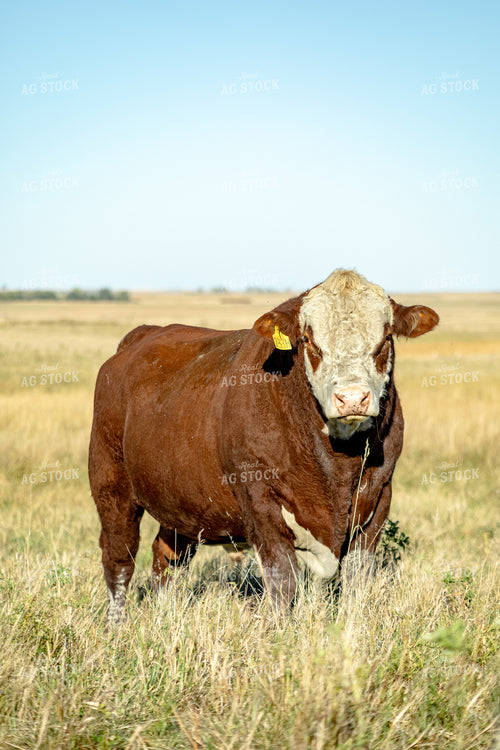 Hereford Bull 155332
