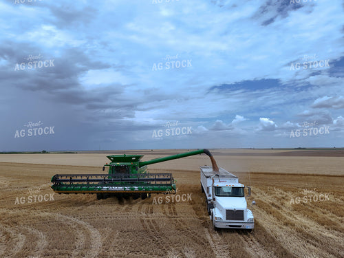 Wheat Harvest 239278