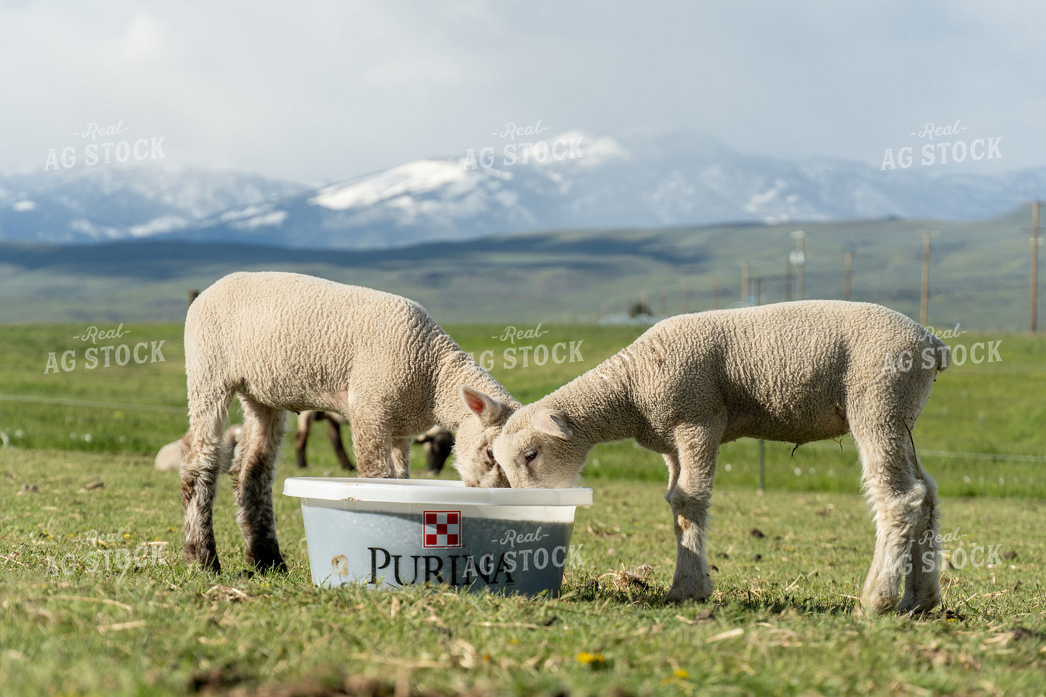Lambs on Pasture with Mineral Tub 65616