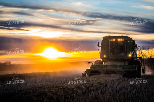 Combine Harvesting Dried Canola Field at Sunset 138035