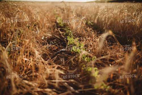 V3 Soybeans in Rye Cover Crop 5798