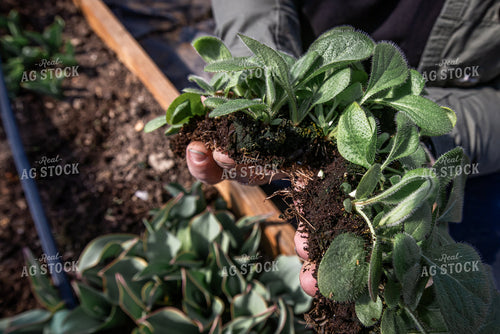 Irrigated Flower Farm Bed 270443