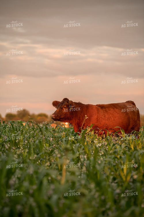 Cattle in Cover Crops 76444