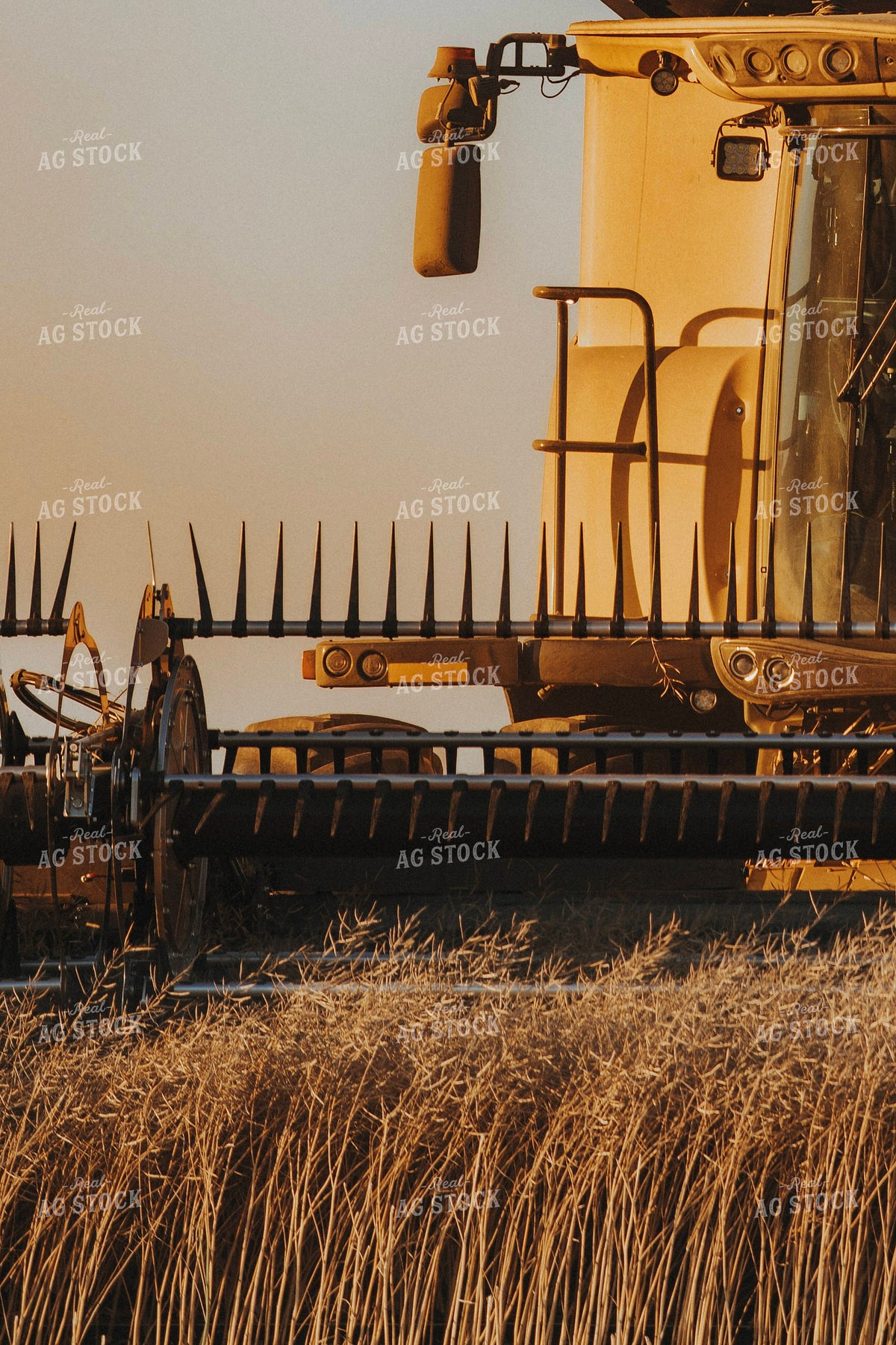 Canola Harvest 187418