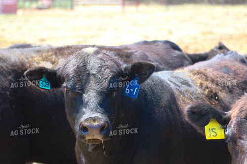 Black Angus Cattle 82381