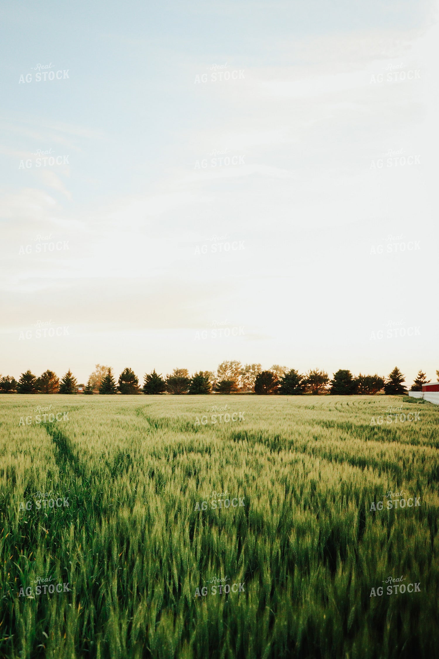 Wheat Field 83160