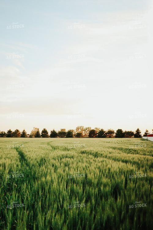 Wheat Field 83160