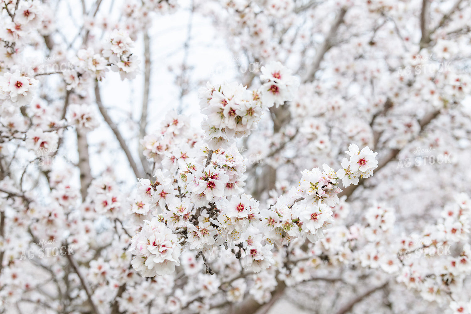 Almond Blossoms on Almond Tree 107090