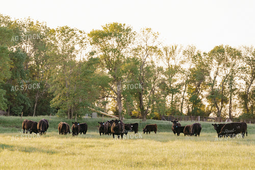 Black Angus Cattle on Pasture 68191