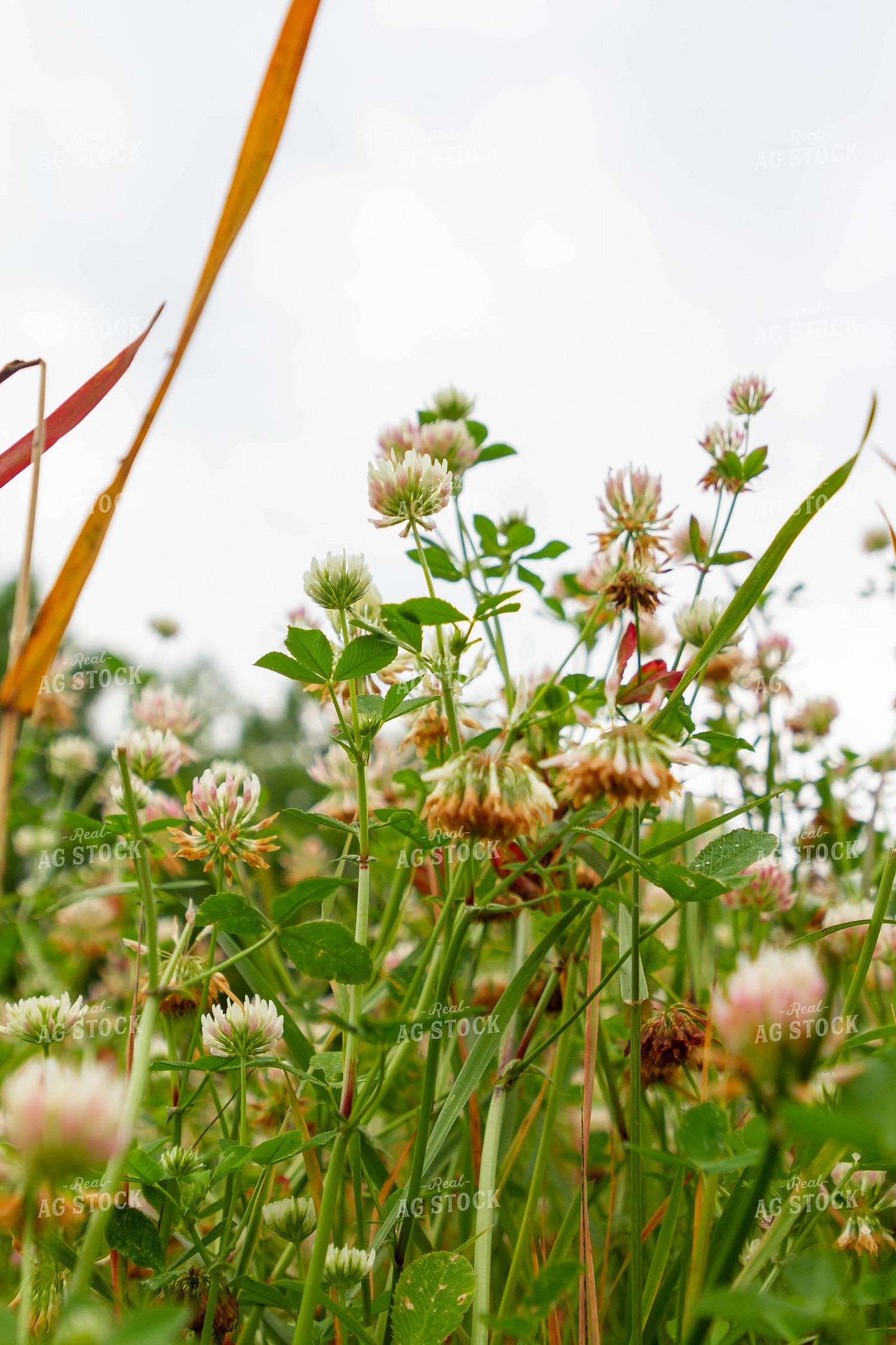 Pollinator Flowers 79277
