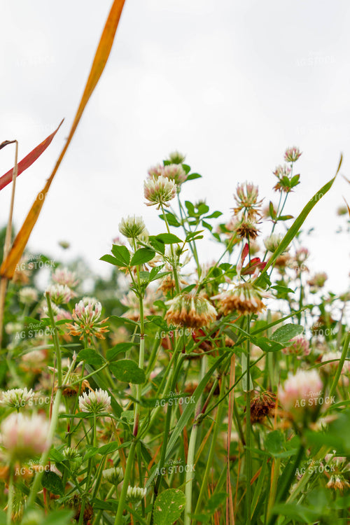Pollinator Flowers 79277