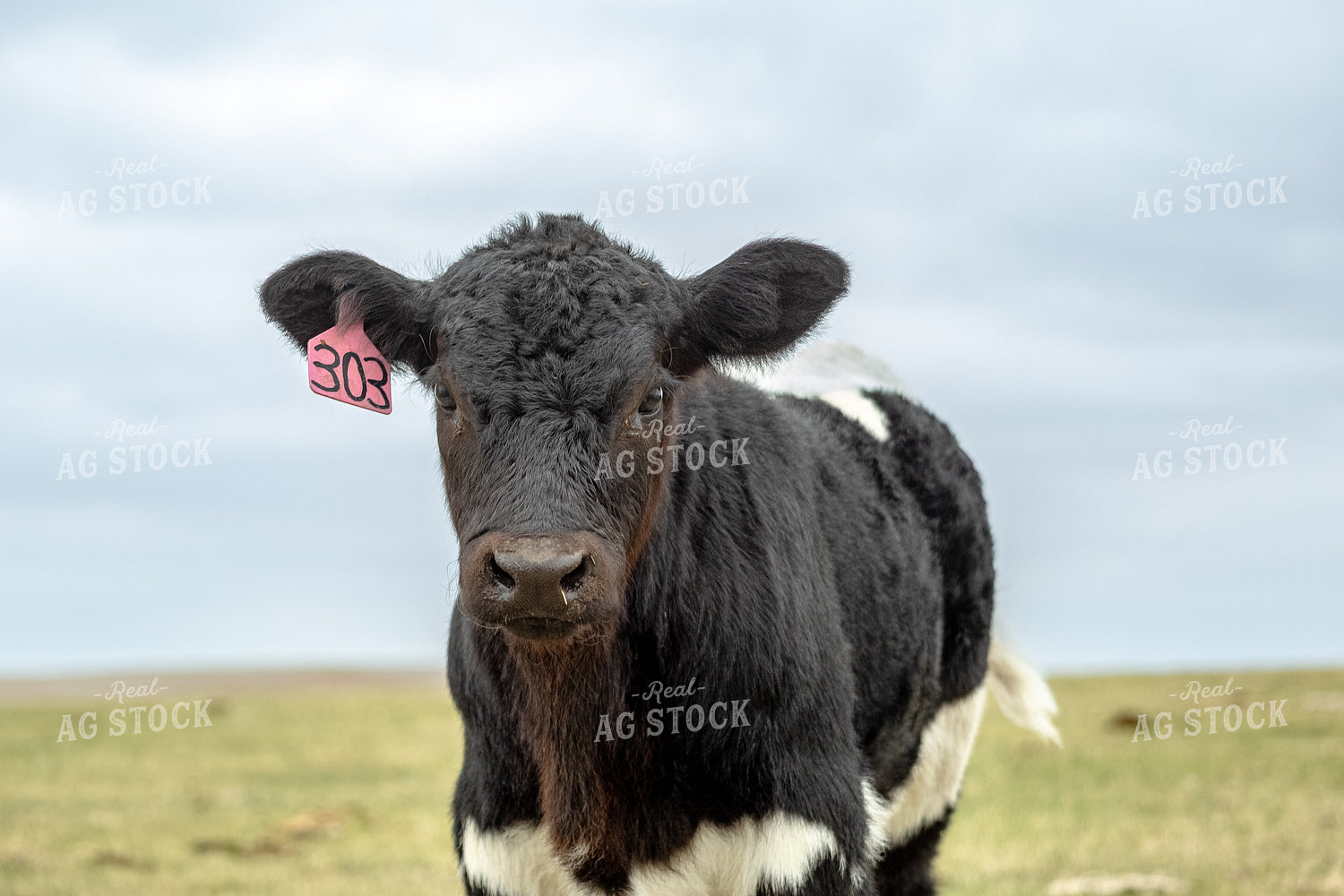 Young Calf 155720