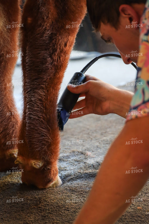 4H Kid Showing Heifer 52206