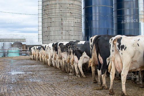 Holstein Cattle Eat from Feed Trough 50355