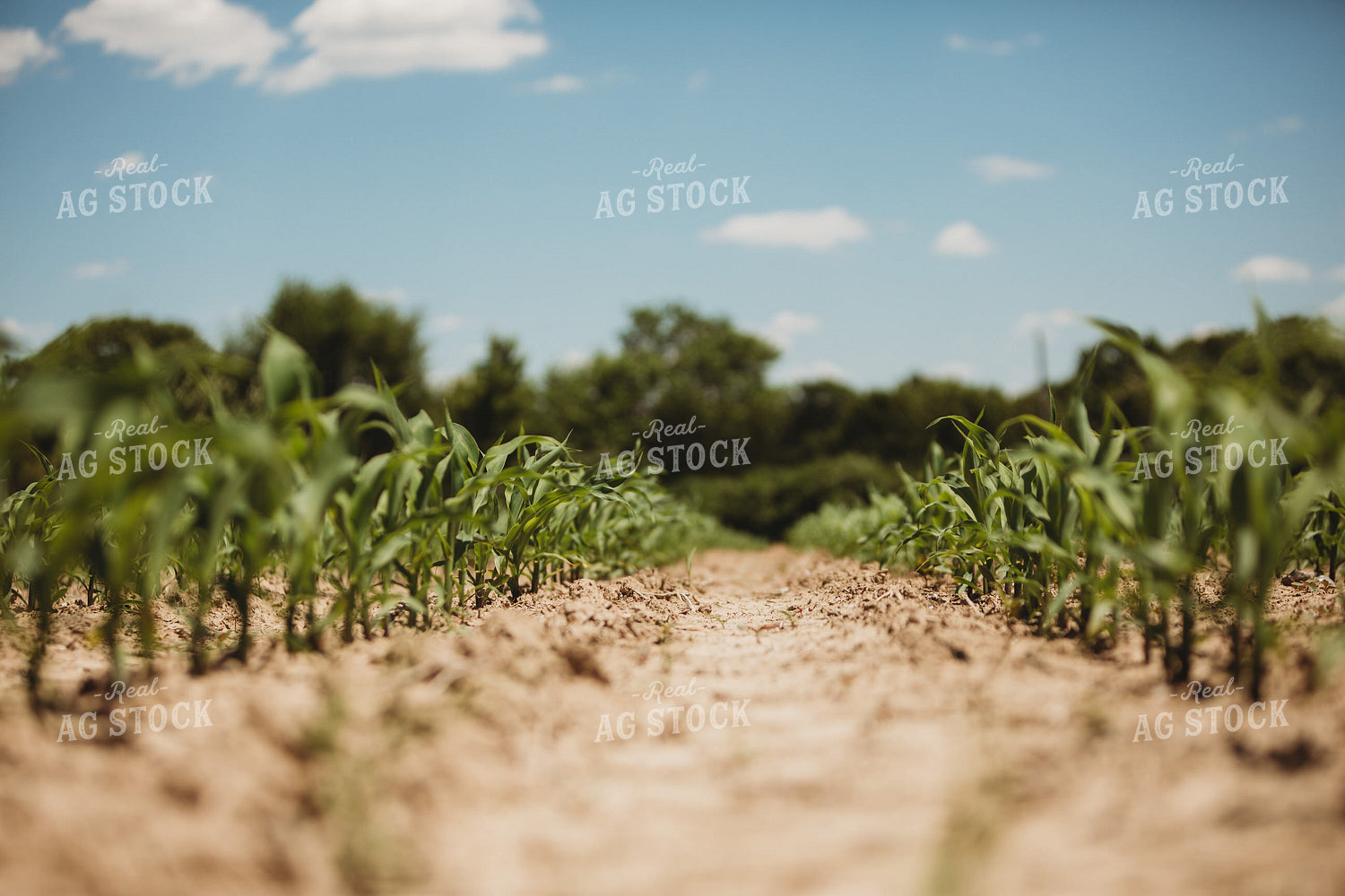 V3 Corn in Light Soil 5781