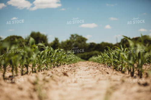 V3 Corn in Light Soil 5781