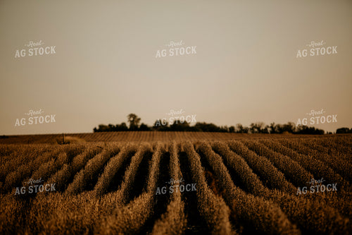 Harvest 2580