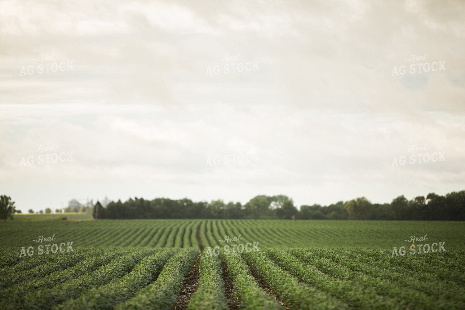 R1 Soybean Field 6288