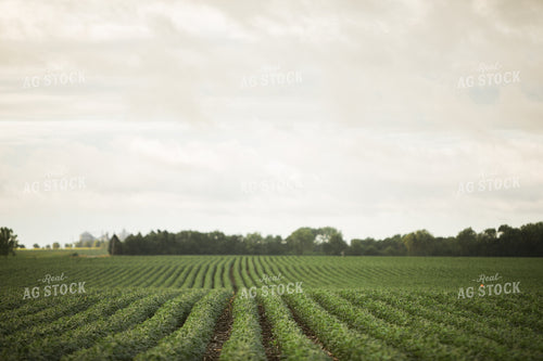 R1 Soybean Field 6288