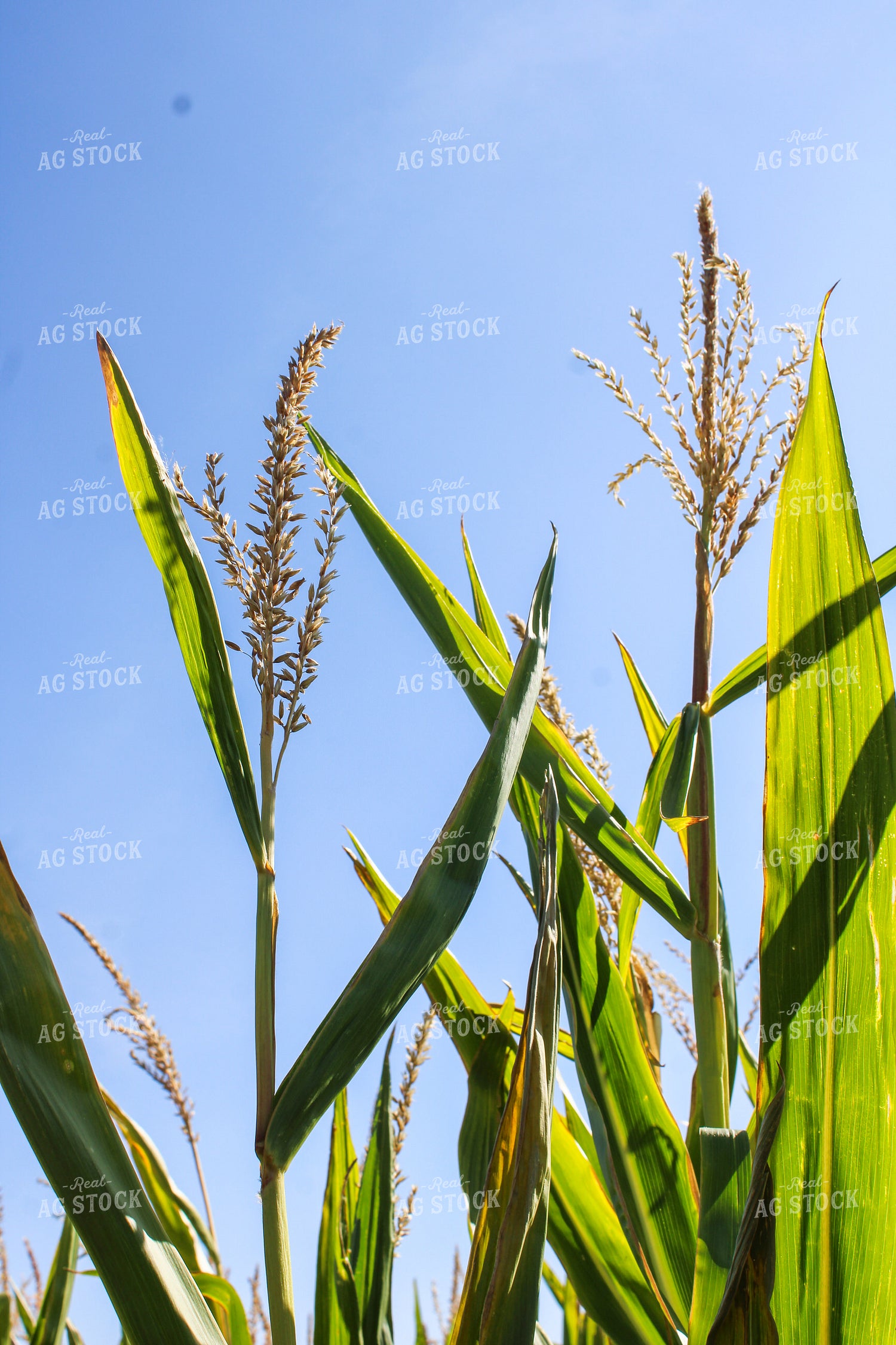 Corn Tassels 187043