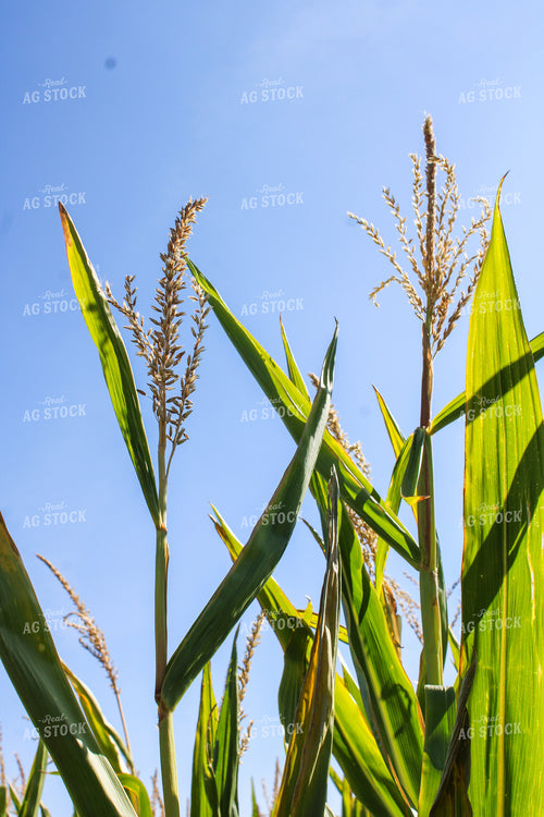 Corn Tassels 187043