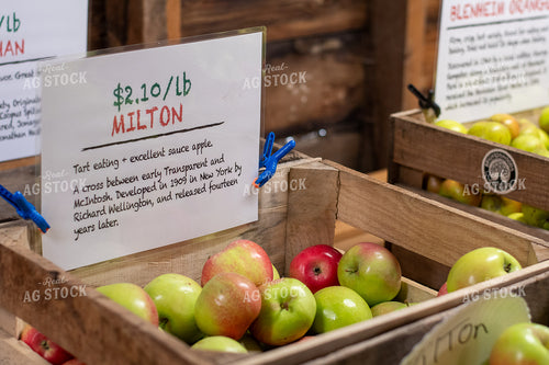 Apples 50431